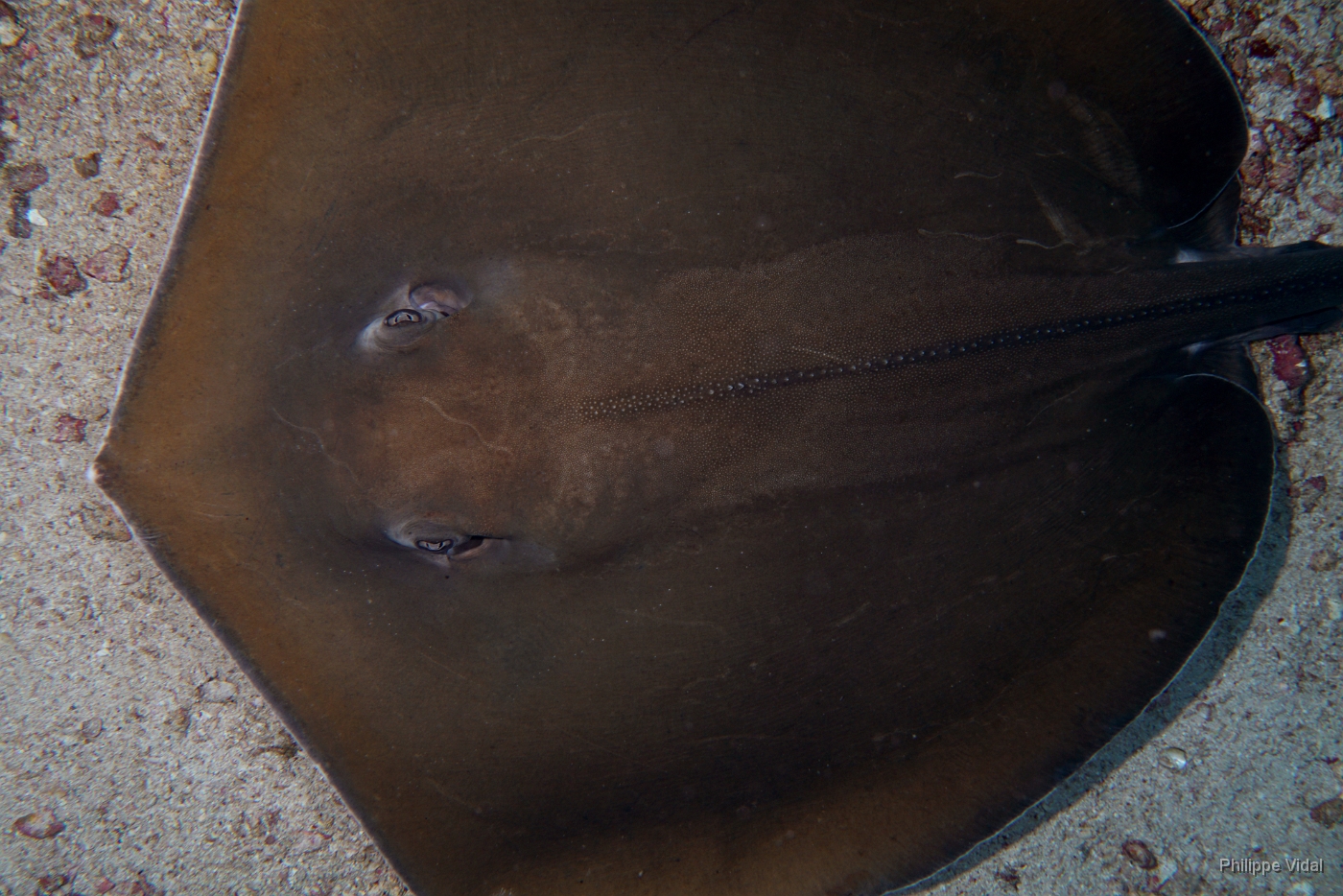 Birmanie - Mergui - 2018 - DSC02702 -Tahitian Stingray - Raie fouet - Himantura fai.jpg